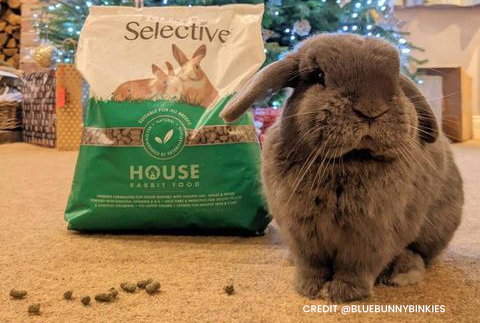 House Rabbit