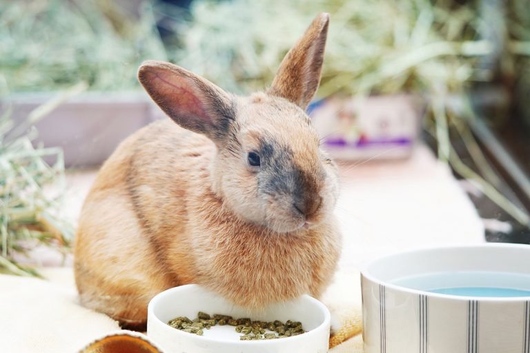 Are rabbit nuggets good for rabbits Supreme Petfoods