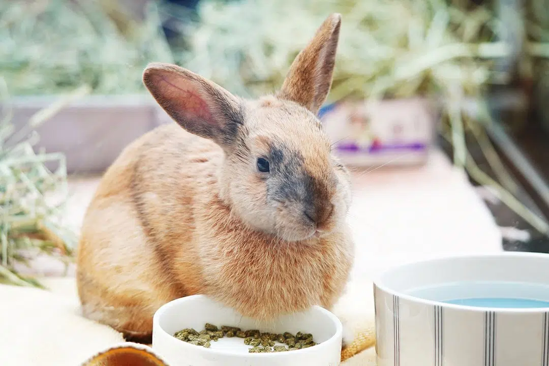 Are rabbit nuggets good for rabbits Supreme Petfoods