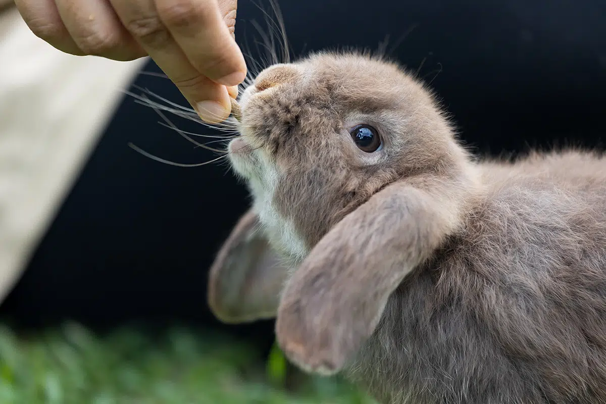 Rabbit eating