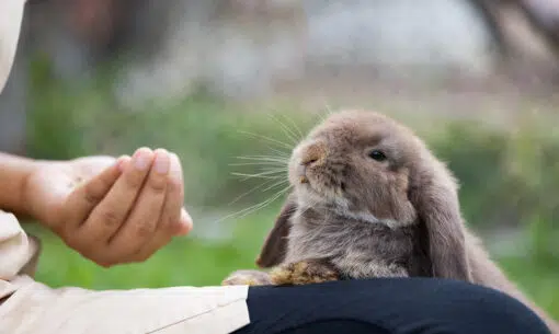 Rabbit Eating