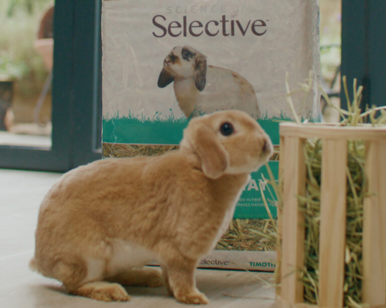 What’s in rabbit food? Healthy diets for happy bunnies Supreme Petfoods