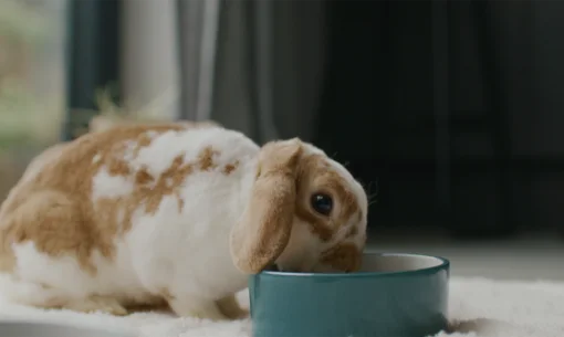 Rabbit eating selective FFL