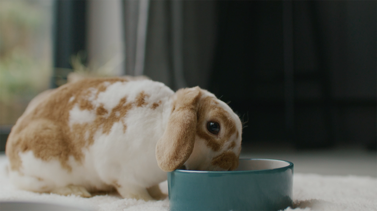 Rabbit eating selective FFL