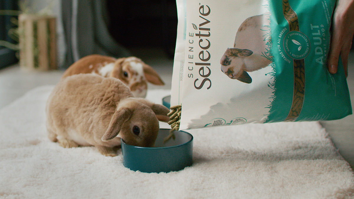 Munching bunny : r/Rabbits