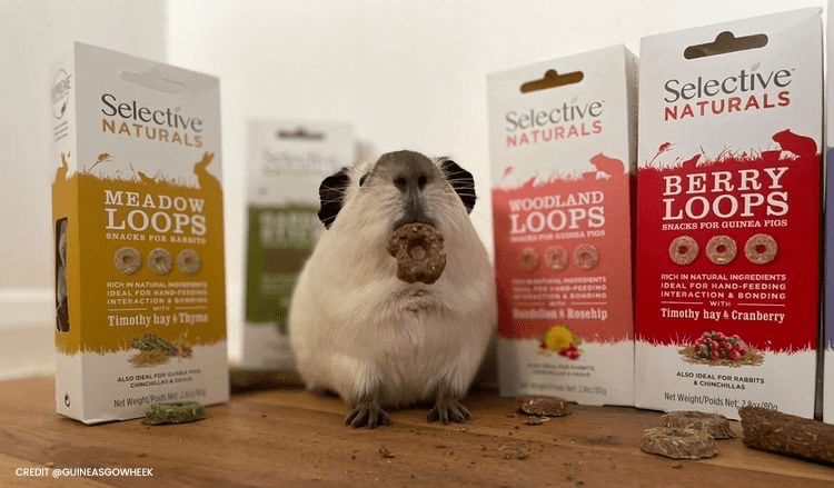 What to feed outlet young guinea pigs