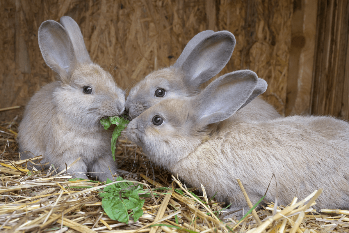 Fur and Spikes - This rabbit breed is sometimes referred to as