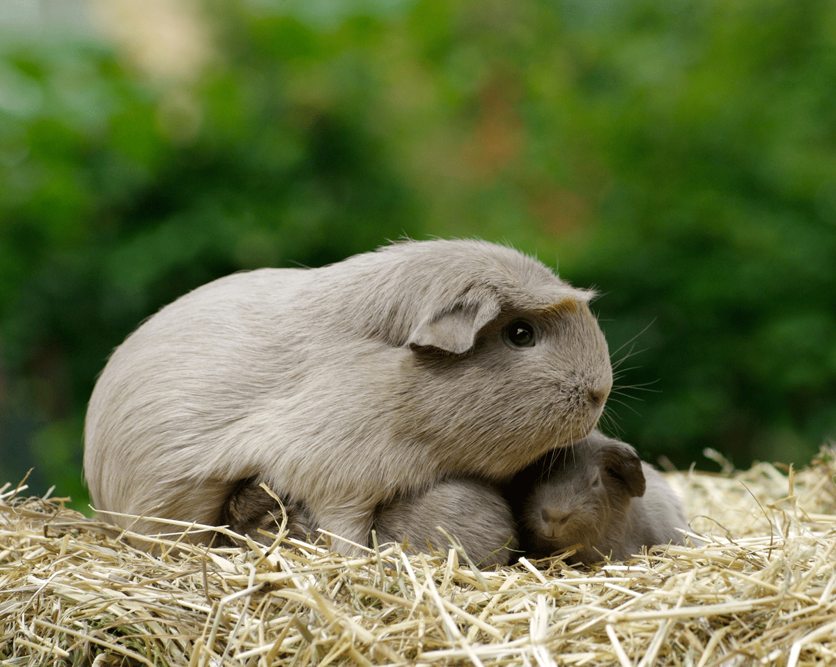 guinea pig mum with pups