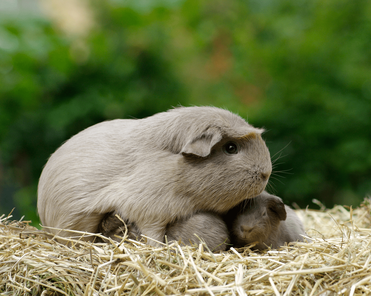 What do newborn guinea pigs 2024 look like