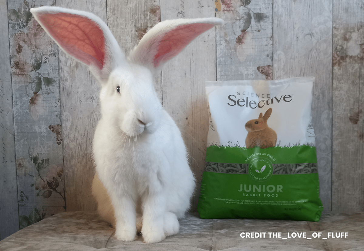 Best food clearance for young rabbits