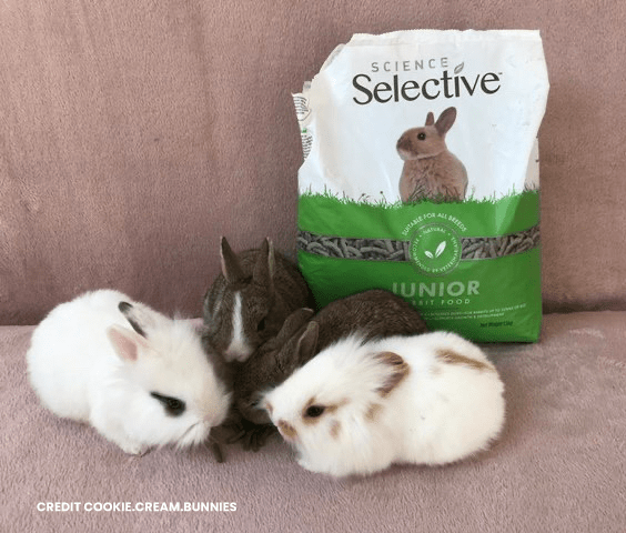 Junior Rabbit Selective Baby Bunnies