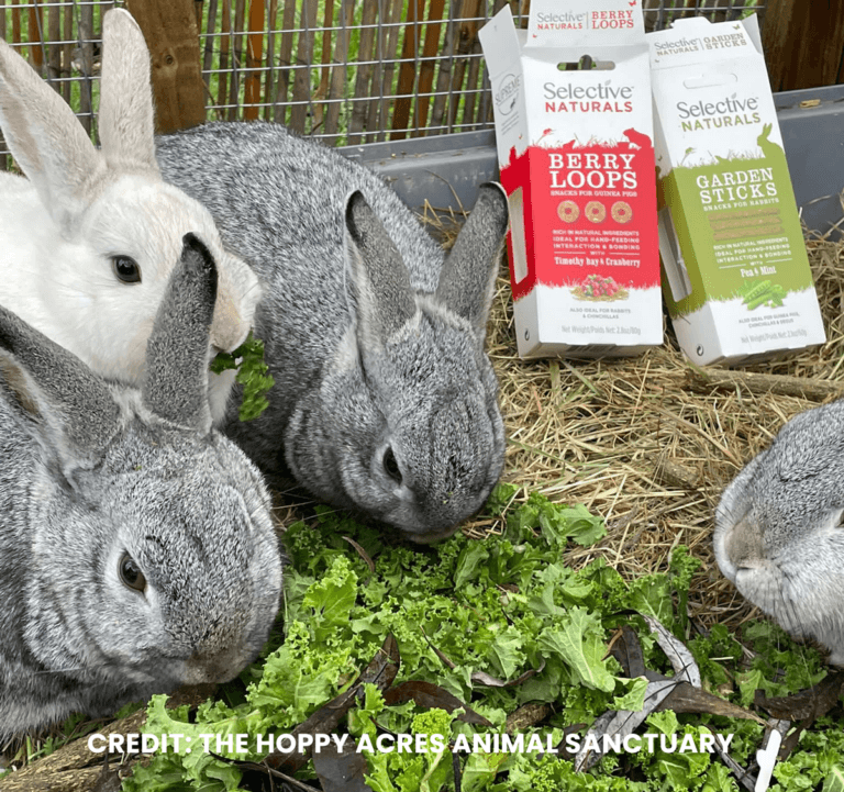 Rabbit Rescues and Rehoming Rabbit Adoption Supreme Petfoods