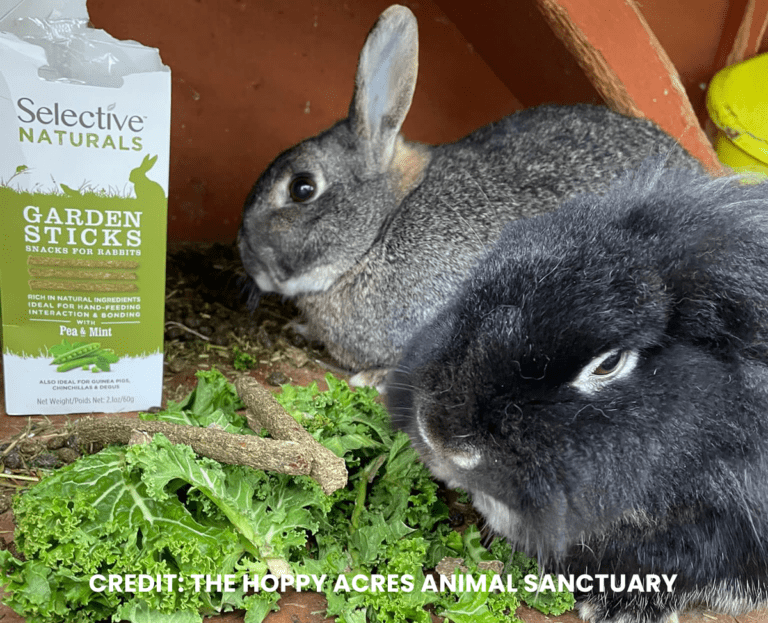 Rabbit Rescues and Rehoming Rabbit Adoption Supreme Petfoods