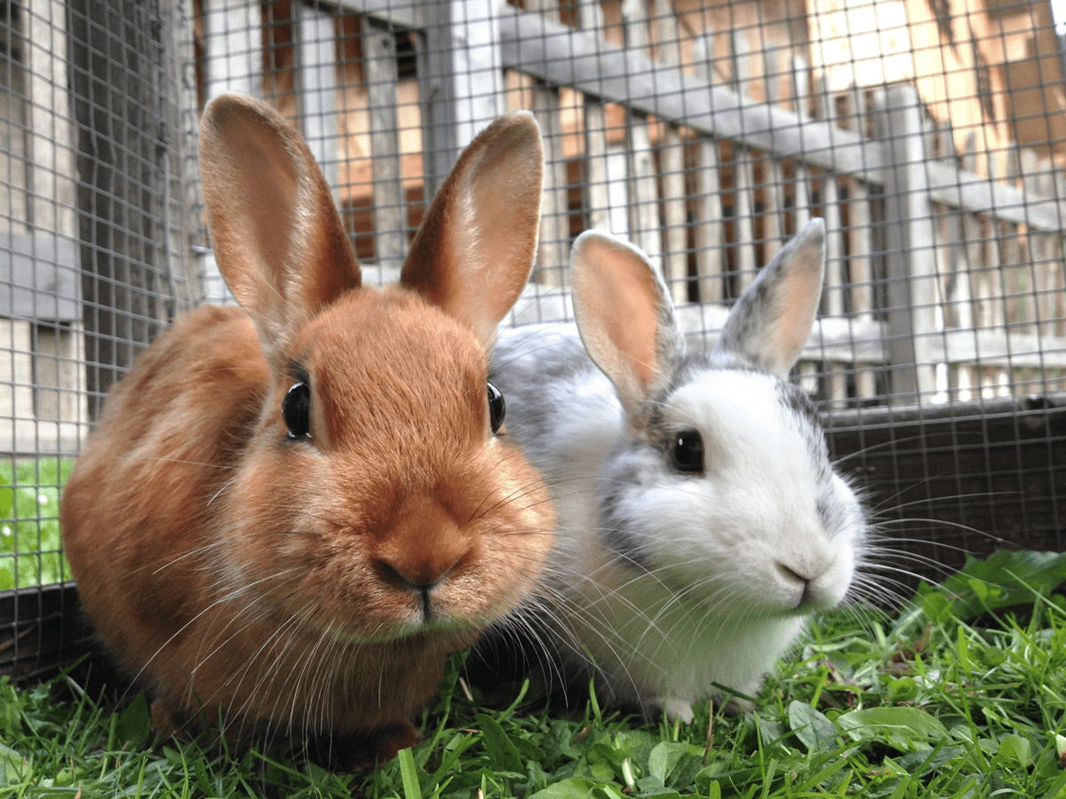 Two rabbits in hutch