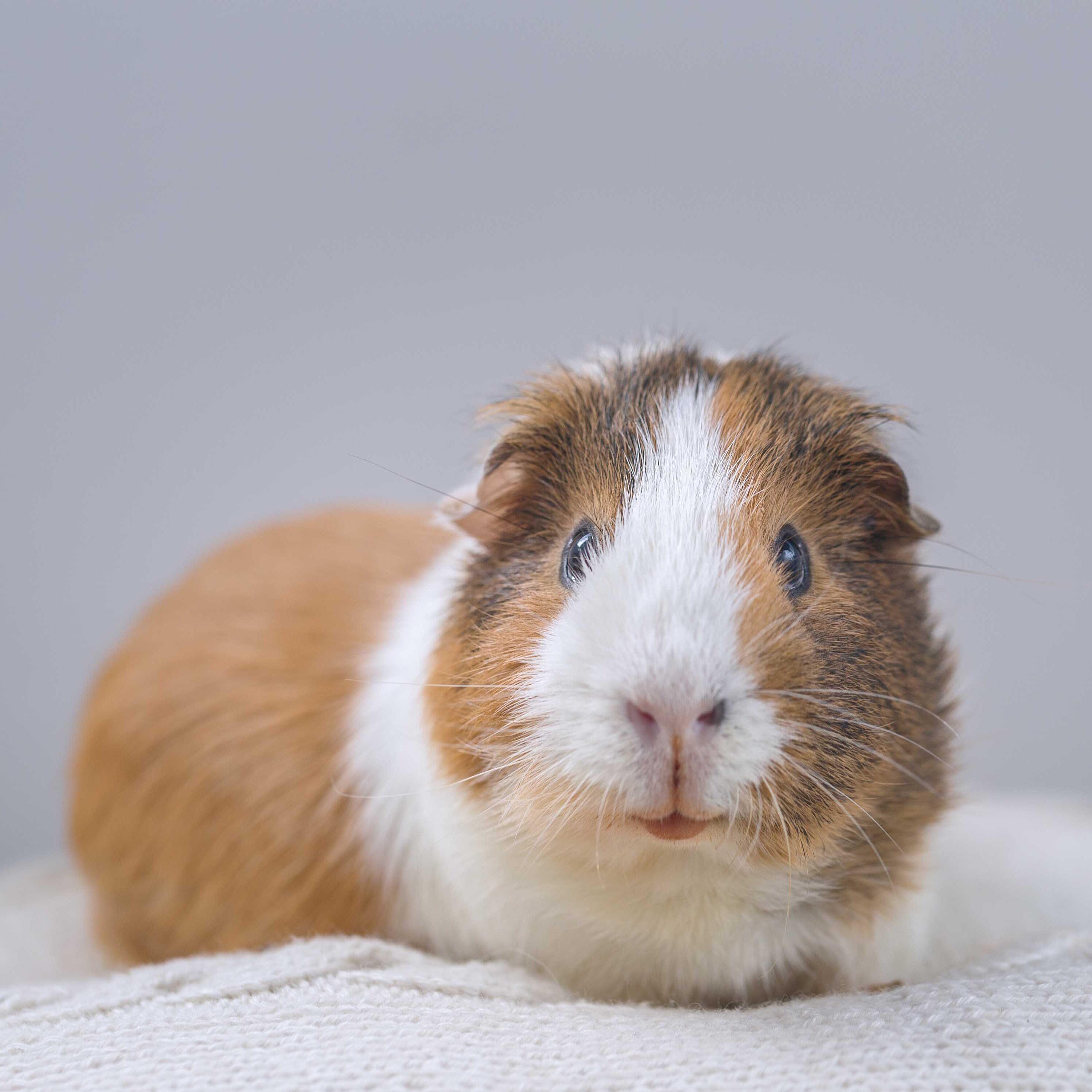 What is the Average Lifespan of a Guinea Pig, Life Expectancy
