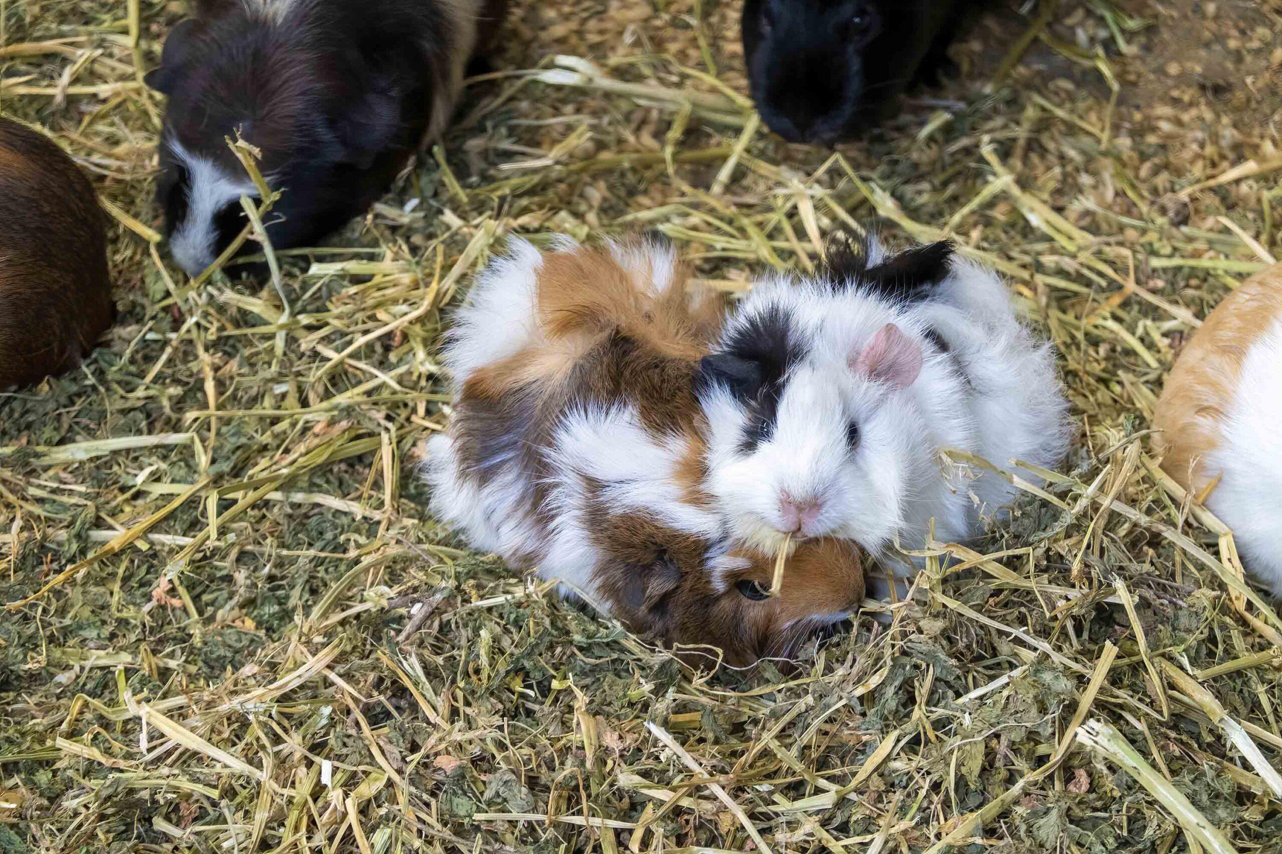 guinea pigs