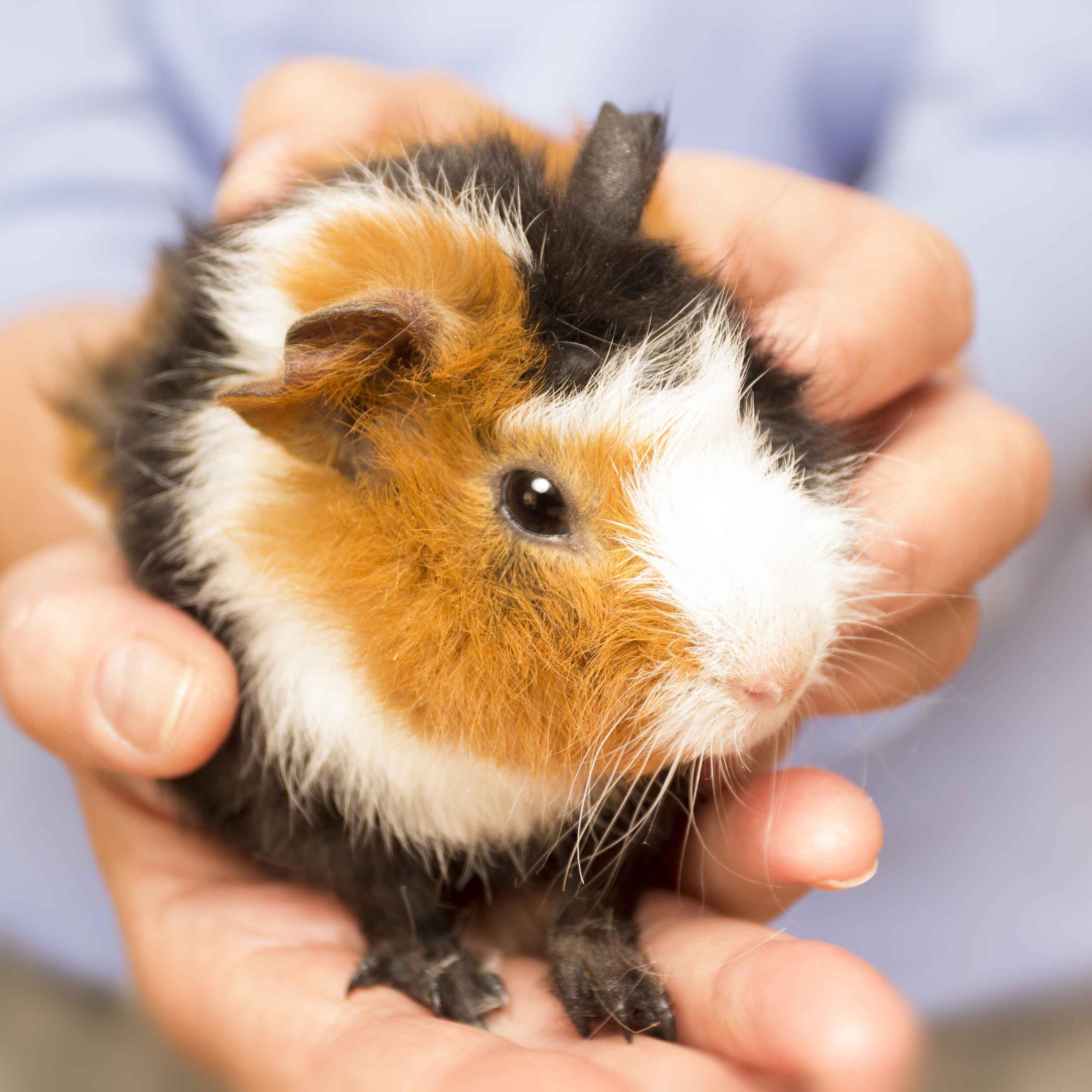 What Happens As Guinea Pigs Age?