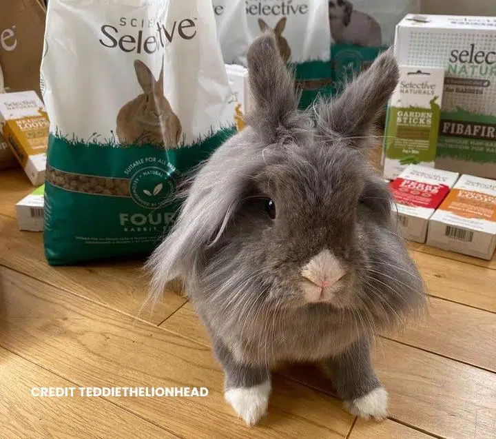 Four + Rabbit Mature