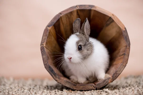 The 5 essential supplies for setting up the perfect rabbit home Supreme Petfoods