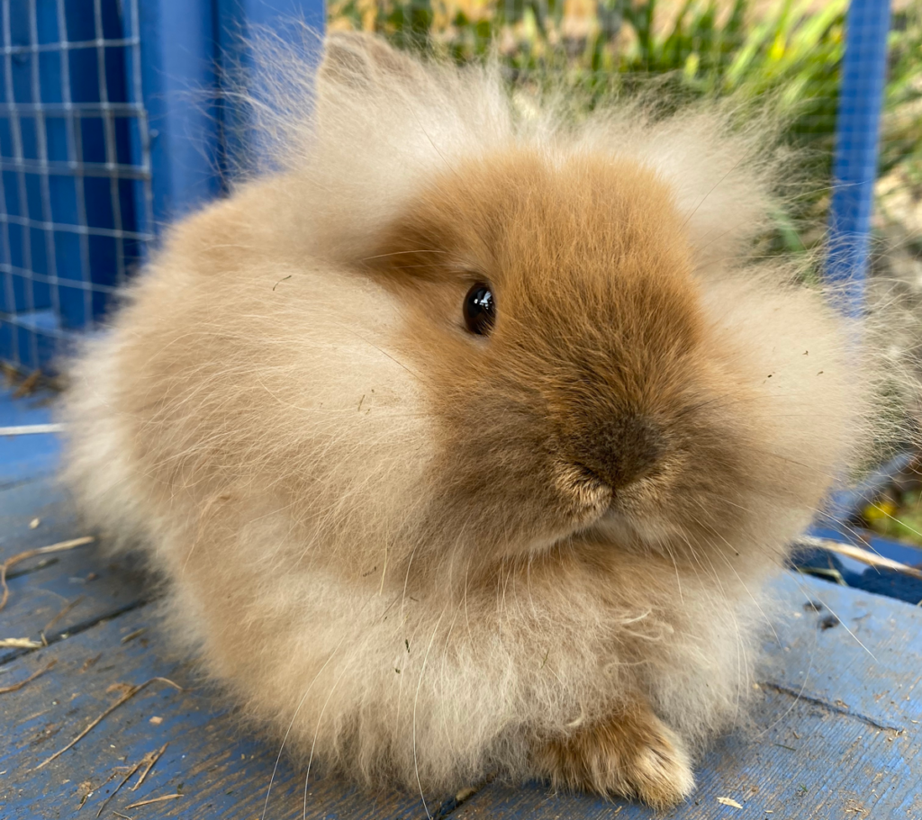 The Seasons of Fluff: Understanding Your Rabbit's Moulting Cycle ...