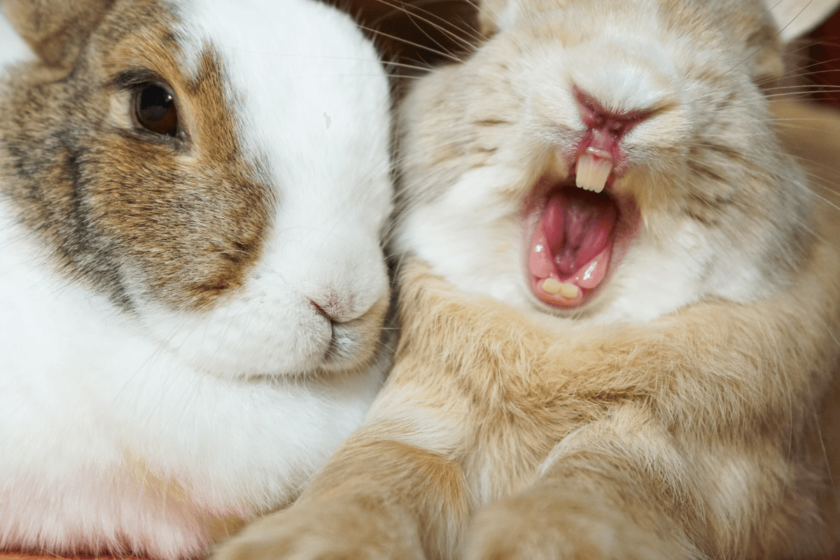 The 4 needtoknows keeping your rabbit’s teeth healthy Supreme Petfoods