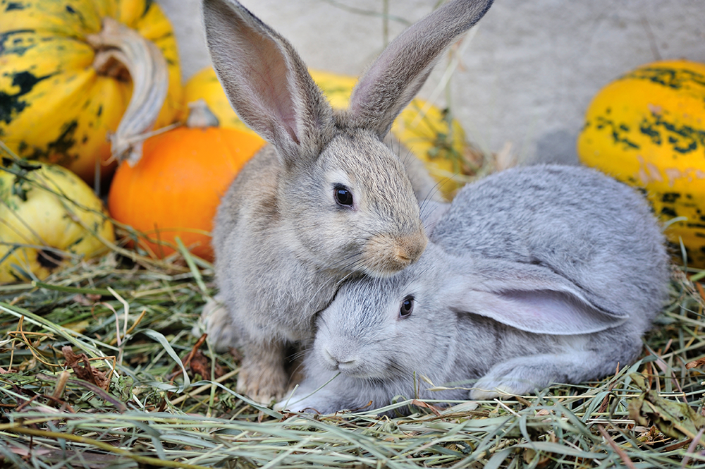 Image supporting that it is important to check rabbit body condition score (rabbit BCS) in autumn/spring and make adjustments to the diet based on the rabbit body condition score chart advice (rabbit BCS).