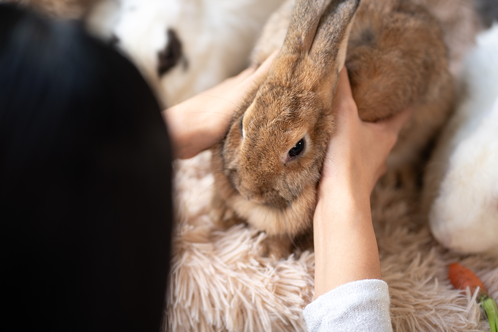 Checking a rabbit’s spine and hips on a fluffy rug during a rabbit body condition score check to establish if it is an overweight rabbit or underweight rabbit.