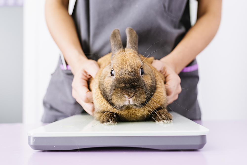 Brown rabbit being gently held by a vet while lying on a digital scale during a weight check after a rabbit body condition score check to assess if it is an overweight rabbit