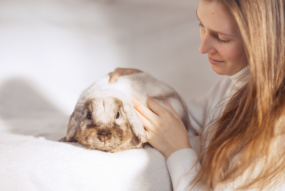 Woman gently feeling a lop‑eared rabbit’s waist and belly while it lies on a white blanket, checking rabbit body condition score (rabbit BCS), to see if it is an underweight rabbit, or overweight rabbit.