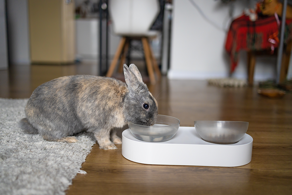 Grey mottled rabbit drinking from a clear water bowl on a white double feeder in a living room supporting the importance of assessing a rabbit body condition score in summer and make adjustments to the diet based on the rabbit body condition score chart advice (rabbit BCS).