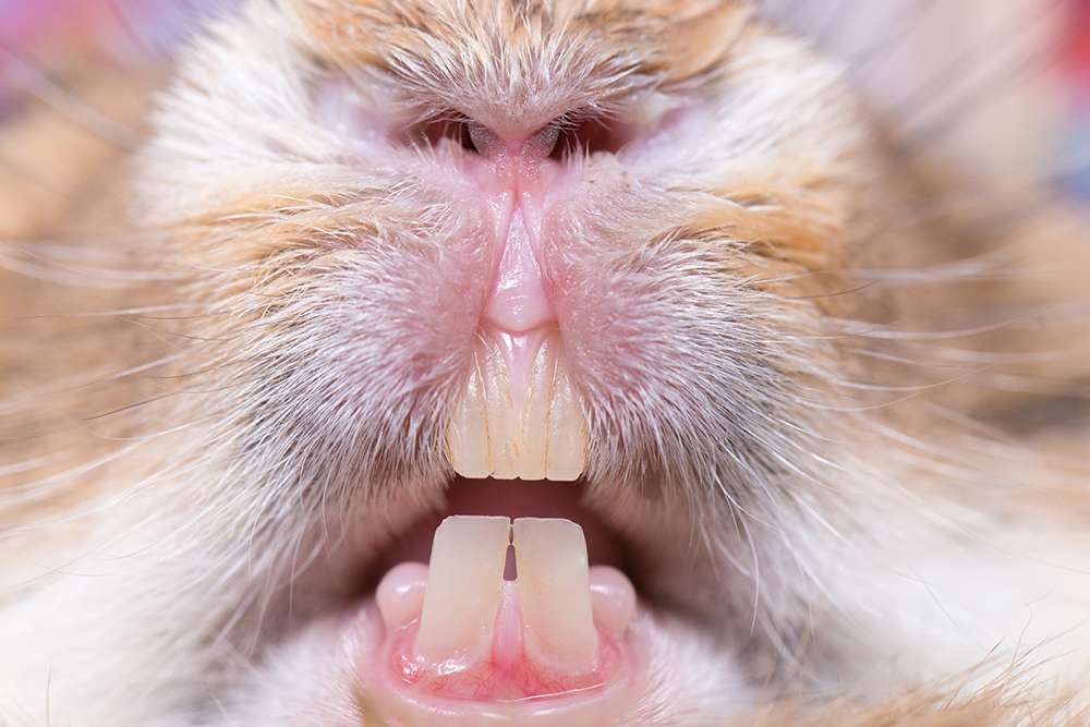 Close-up of a rabbit’s mouth showing the front incisors and gums during a dental check. If the rabbit body condition score (rabbit BCS), is 1 or 2 it is an underweight rabbit and dental health problems, overgrown teeth, or dental disease could be an underlying problem. An underweight rabbit can also be suffering from gastro-intestinal disease and GI stasis.