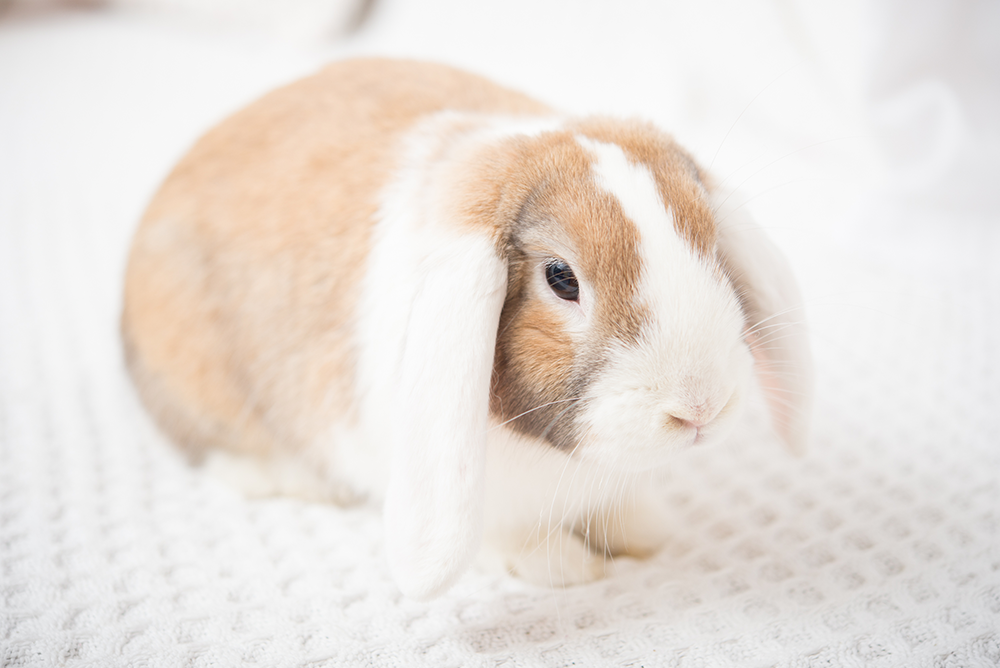 Brown and white lop-eared rabbit sitting on a white textured blanket ready to have a rabbit body condition score check (rabbit BCS), so that the owner will know if is an underweight rabbit or overweight rabbit, or if it has an ideal rabbit body condition score.