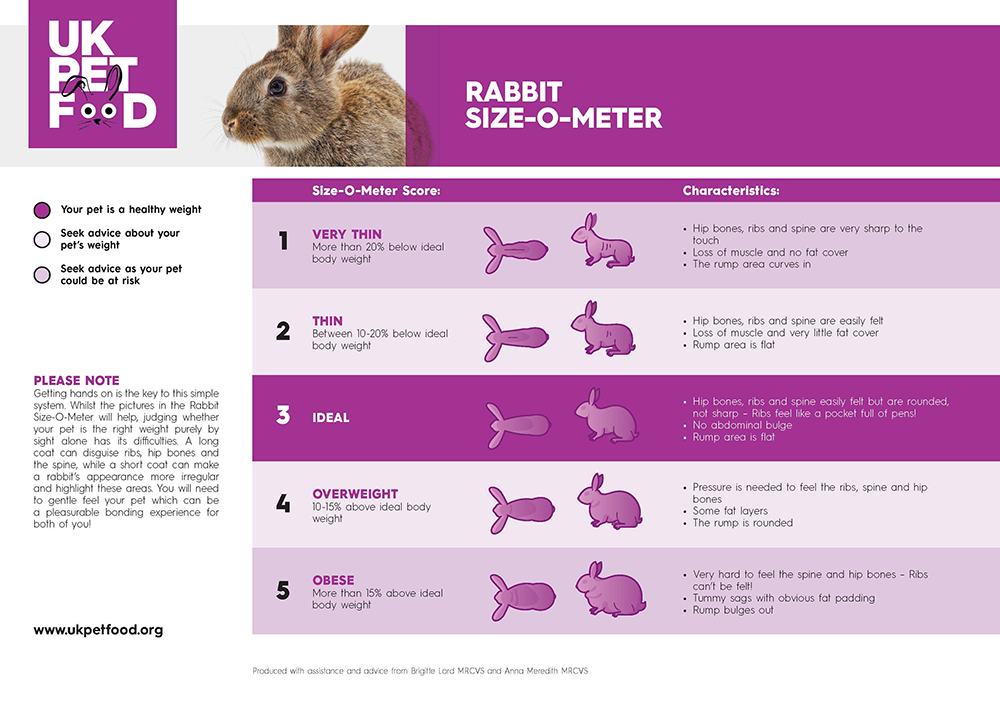 Rabbit Body Condition Score Chart infographic from UK Pet Food showing five body condition scores: Very thin (underweight rabbit) — sharp hip bones, ribs, and spine; muscle loss; rump curves in. Thin (underweight rabbit) — bones easily felt; little fat cover; flat rump. Ideal rabbit weight — bones feelable but rounded; ribs like a pocket of pens; no belly bulge; flat rump. Overweight rabbit — pressure needed to feel bones; some fat layers; rounded rump. Obese rabbit — bones hard to feel; sagging tummy with fat padding; bulging rump. Includes legend and note advising hands‑on checks.