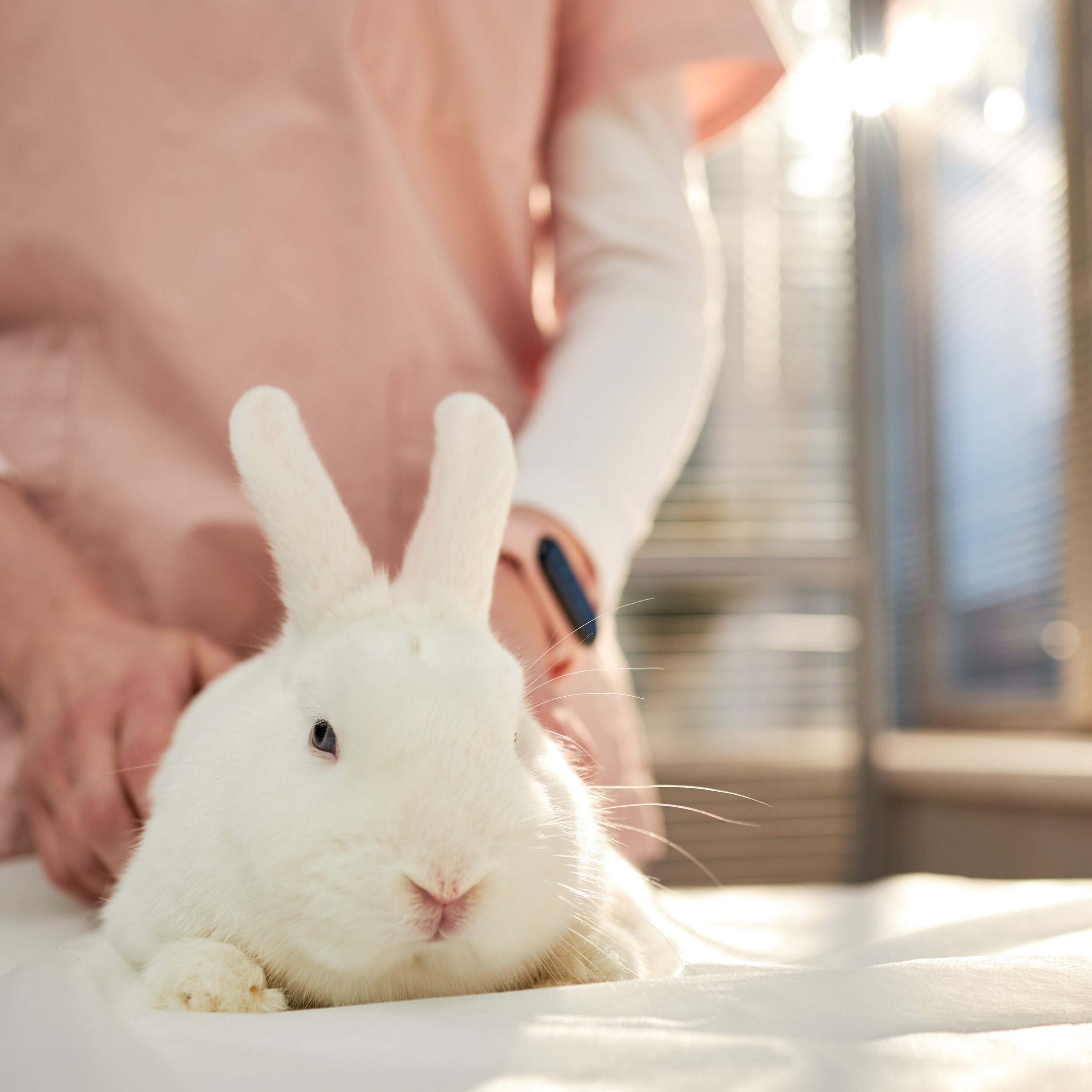 A veterinary professional carrying out a rabbit body condition score check on an exam table in a bright clinic, to establish if it is an overweight rabbit, and underweight rabbit or is the ideal rabbit weight.