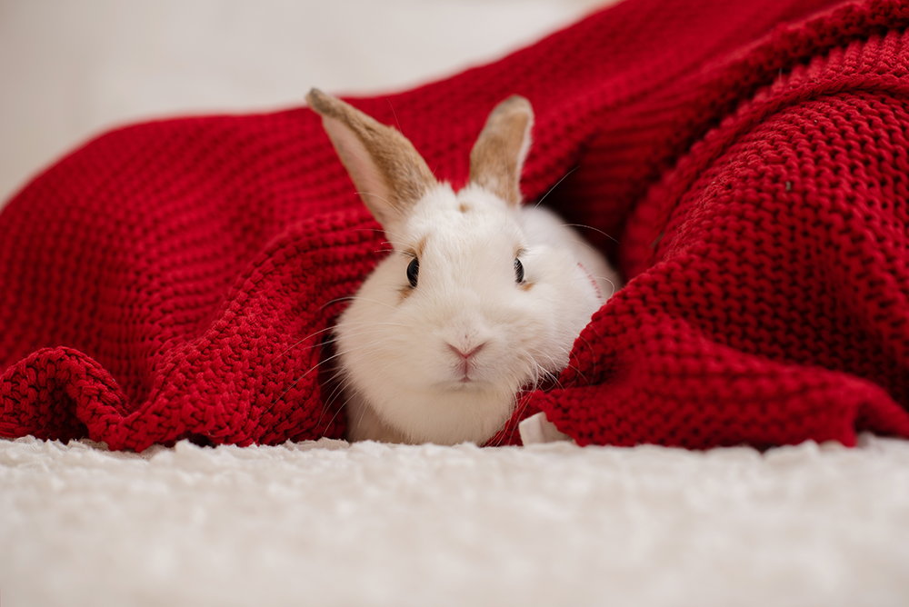 The image supports that it is important to check rabbit body condition score (rabbit BCS) in winter and make adjustments to the diet based on the rabbit body condition score chart advice (rabbit BCS).