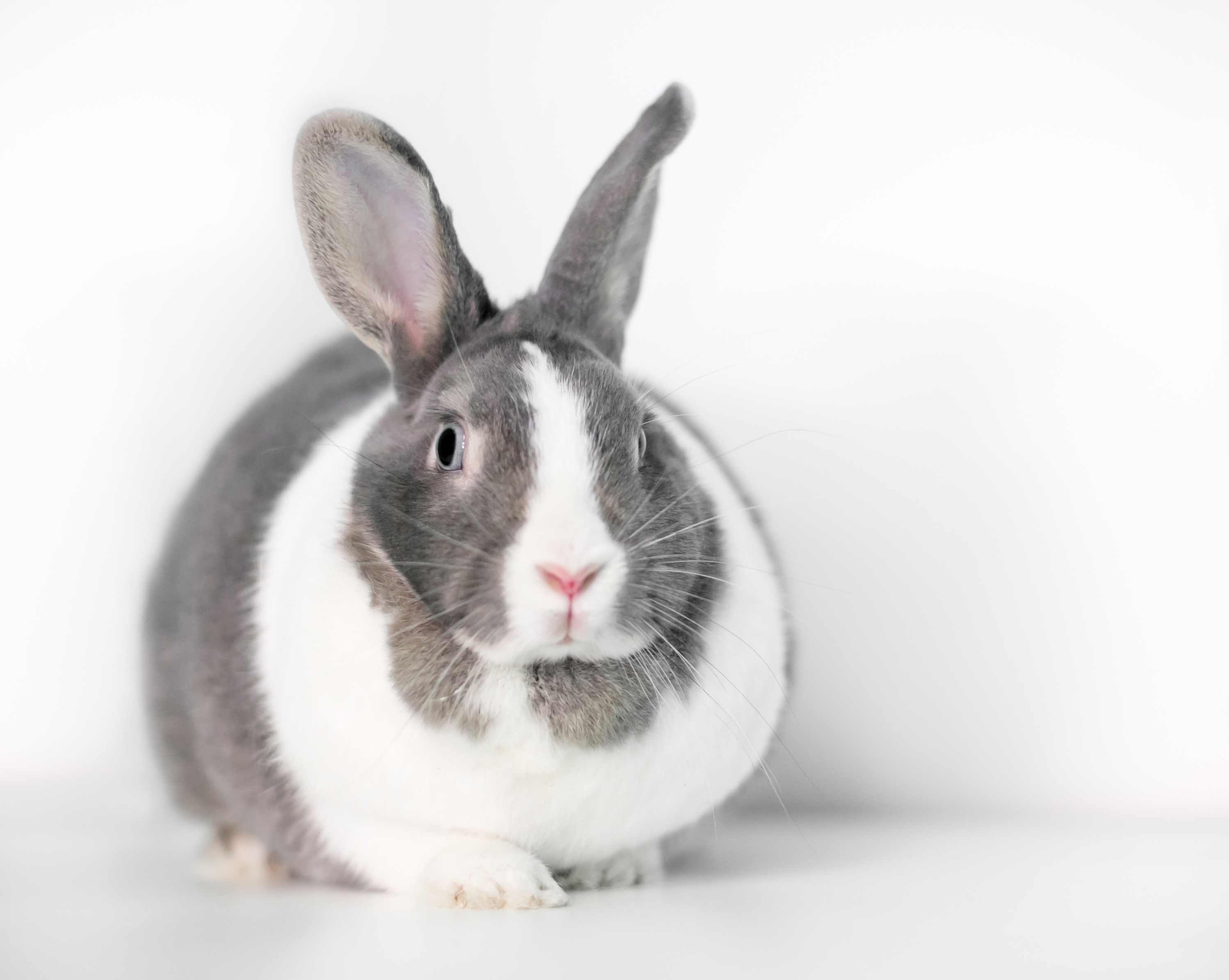 Front-facing gray and white rabbit depicting fat pads and dewlap for rabbit body condition score (rabbit BCS), to see if it is an overweight rabbit.