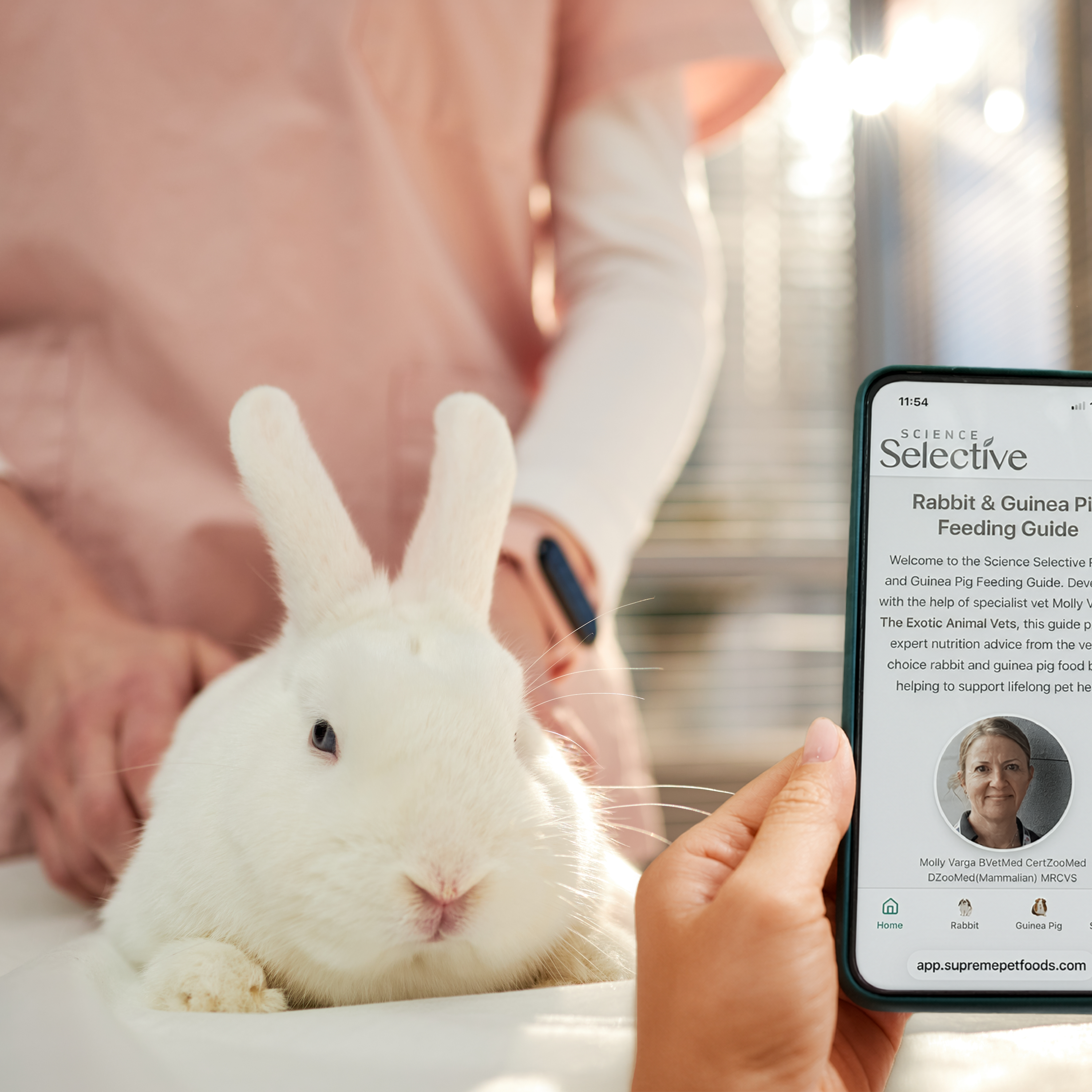 A person holds a smartphone showing the Science Selective Rabbit & Guinea Pig Feeding Guide, which features specialist vet Molly Varga. In the background, a veterinarian in pink scrubs gently examines a white rabbit on a clinical table in a bright, sunlit room.