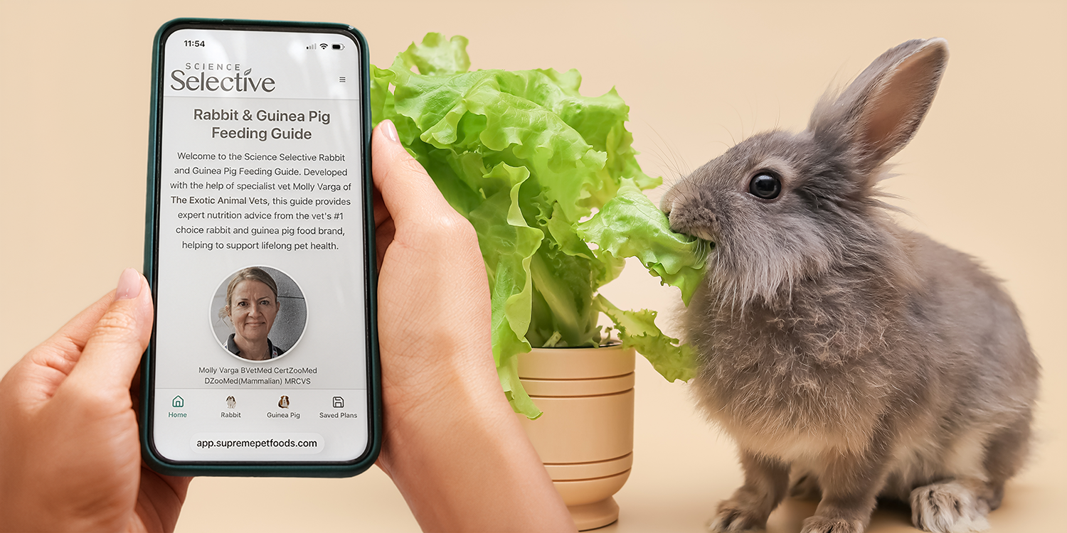 A person holds a smartphone displaying the Science Selective Rabbit & Guinea Pig Feeding Guide website, featuring a photo of specialist vet Molly Varga. To the right, a fluffy grey rabbit nibbles on a large, vibrant head of green leaf lettuce planted in a small terracotta pot against a neutral beige background.