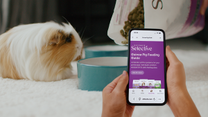 A person holds a smartphone displaying the Science Selective "Guinea Pig Feeding Guide" web page with a bright purple header. In the blurred background, a long-haired ginger and white guinea pig waits by a teal ceramic bowl as Science Selective food pellets are being poured into it from a large white bag.
