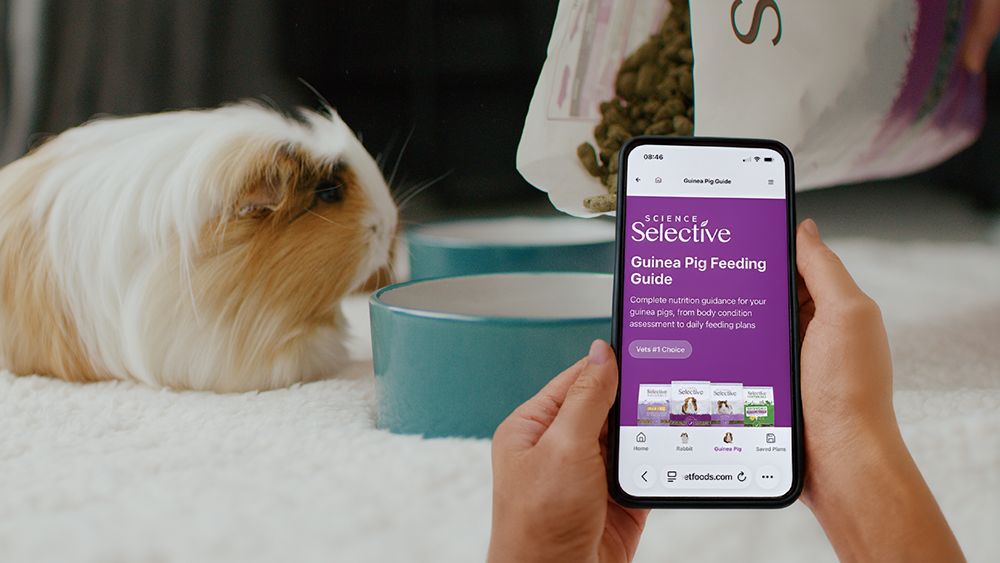 A person holds a smartphone displaying the Science Selective "Guinea Pig Feeding Guide" web page with a bright purple header. In the blurred background, a long-haired ginger and white guinea pig waits by a teal ceramic bowl as Science Selective food pellets are being poured into it from a large white bag.