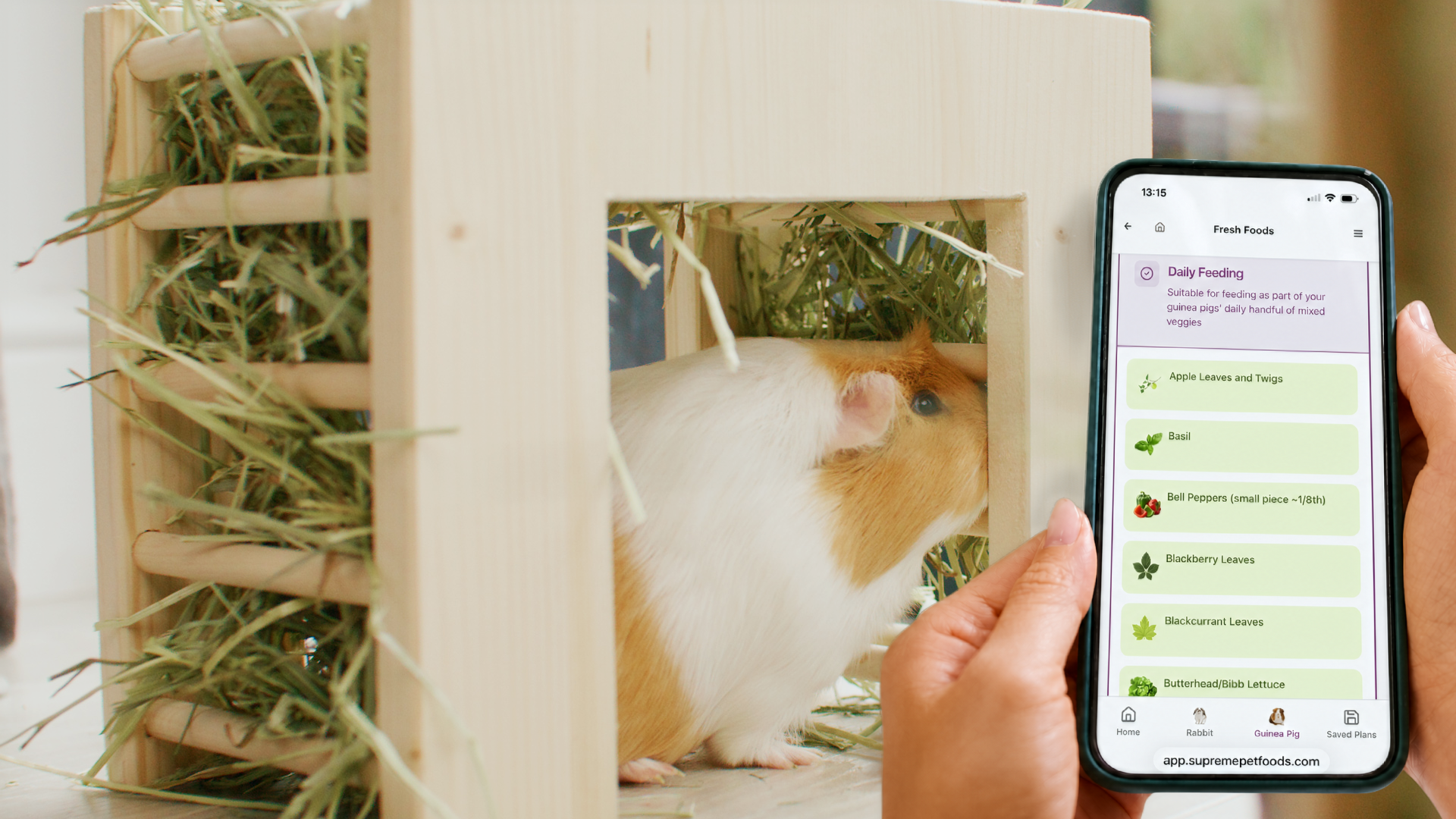 A person holds a smartphone displaying the "Fresh Foods" guide for guinea pigs on the Science Selective website, listing items like Basil and Bell Peppers. In the background, a white and ginger guinea pig explores a light wood hay feeder filled with fresh Timothy hay.