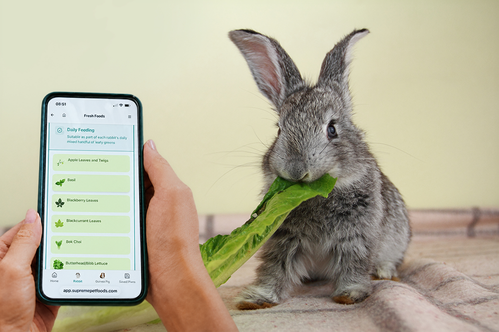 A person holds a smartphone displaying a list of "Fresh Foods" suitable for rabbits on the Science Selective website, including items like Basil and Blackberry Leaves. To the right, a young grey rabbit stands on a neutral-toned blanket and eats a long piece of fresh green romaine lettuce.