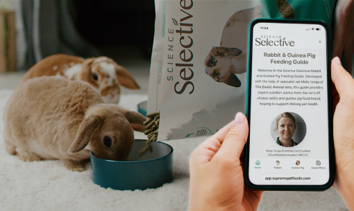 A person holds a smartphone showing the Science Selective Rabbit & Guinea Pig Feeding Guide website, featuring expert advice from vet Molly Varga. In the background, Science Selective food pellets are being poured from a branded bag into a teal bowl for two lop-eared rabbits.