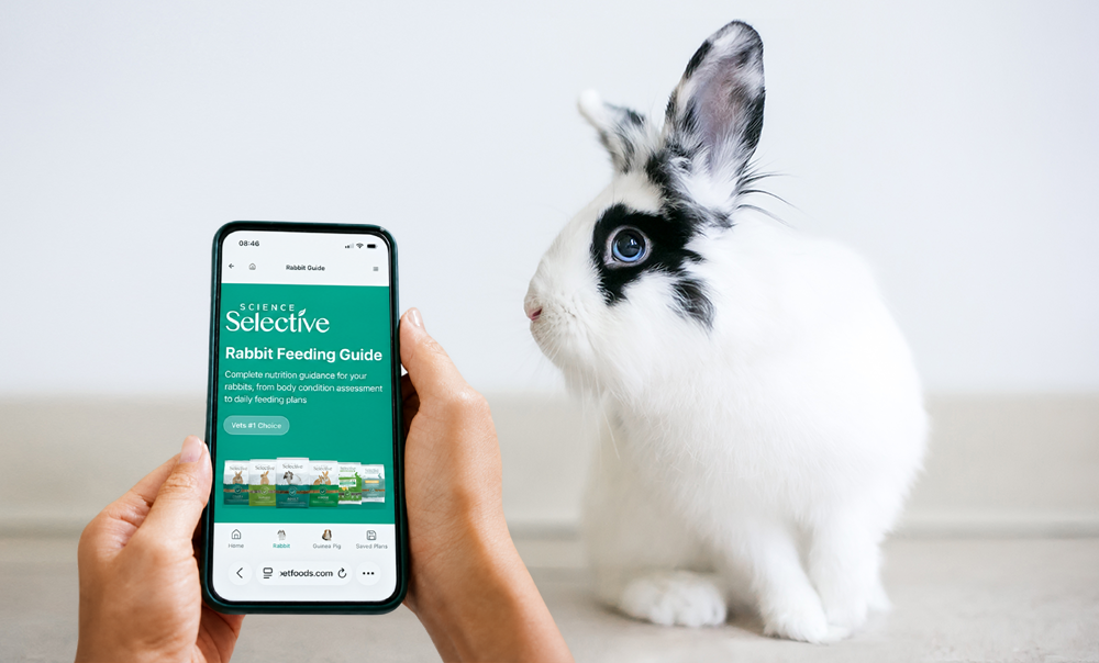 A person holds a smartphone displaying the Science Selective "Rabbit Feeding Guide" web page with a teal header. To the right, a white rabbit with distinctive black markings around its eyes and ears sits and looks toward the phone against a clean, neutral background.